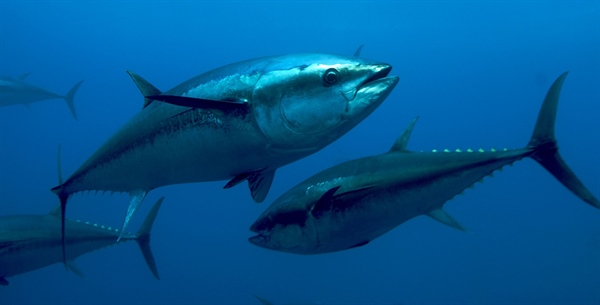 Boom tonni nel Mediterraneo: triplicate le presenze, ma è allarme per le altre specie